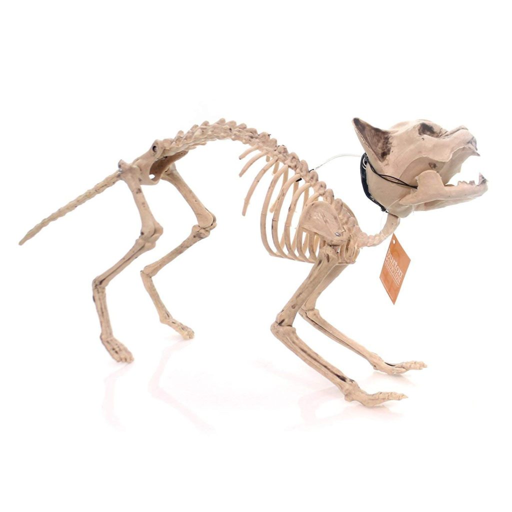 halloween cat, goth kitty, goth cat, weird, strange, holiday cat, skeleton, cat skeleton