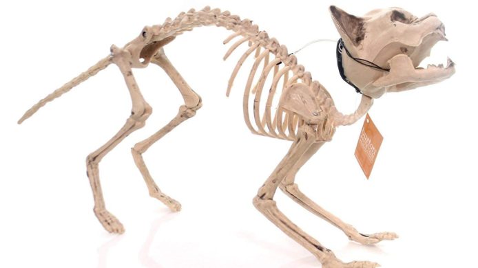 halloween cat, goth kitty, goth cat, weird, strange, holiday cat, skeleton, cat skeleton